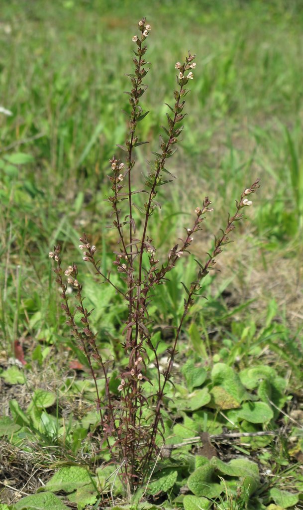 Odontites jaubertianus